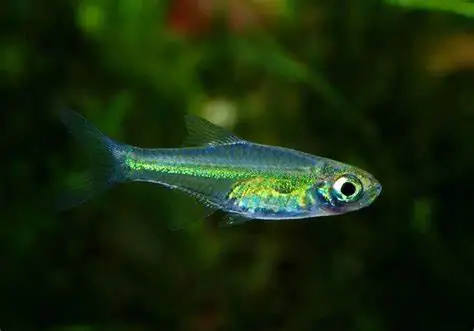 Neon Rasbora Microrasbora kubotai